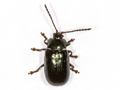 Phratora laticollis